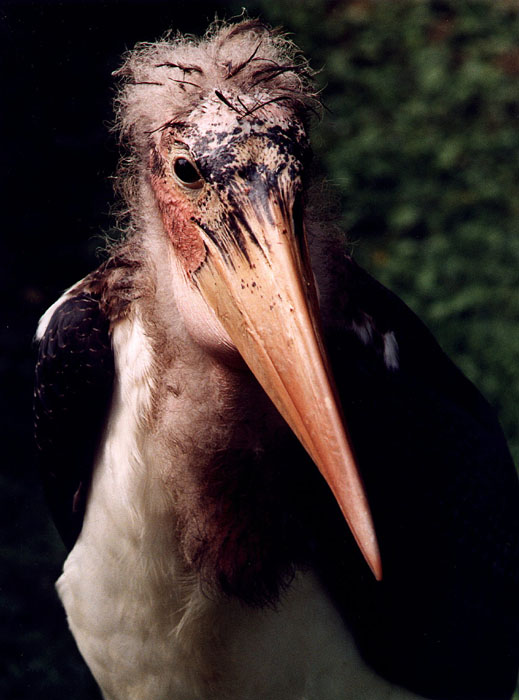 Marabu africký